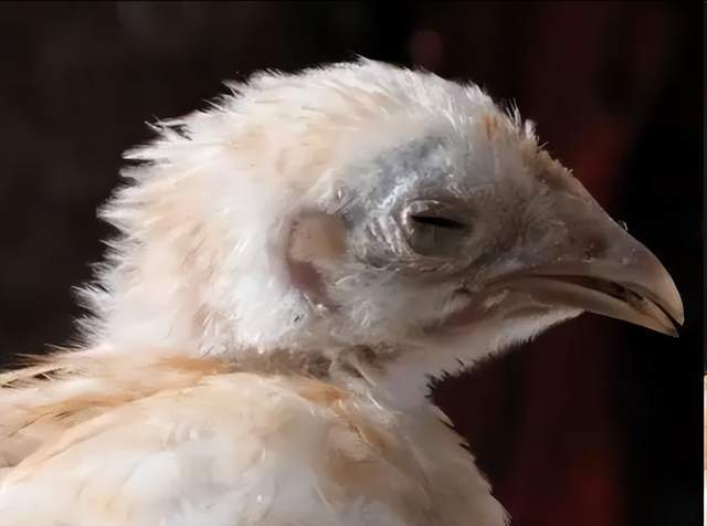 肉鸡肉鸭养殖警惕：风寒感冒转热症的“信号”与应对方案