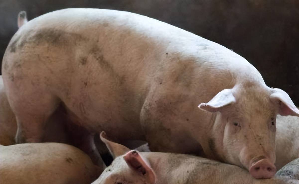 气温骤降，昼夜温差大，猪流感症状及治疗方法