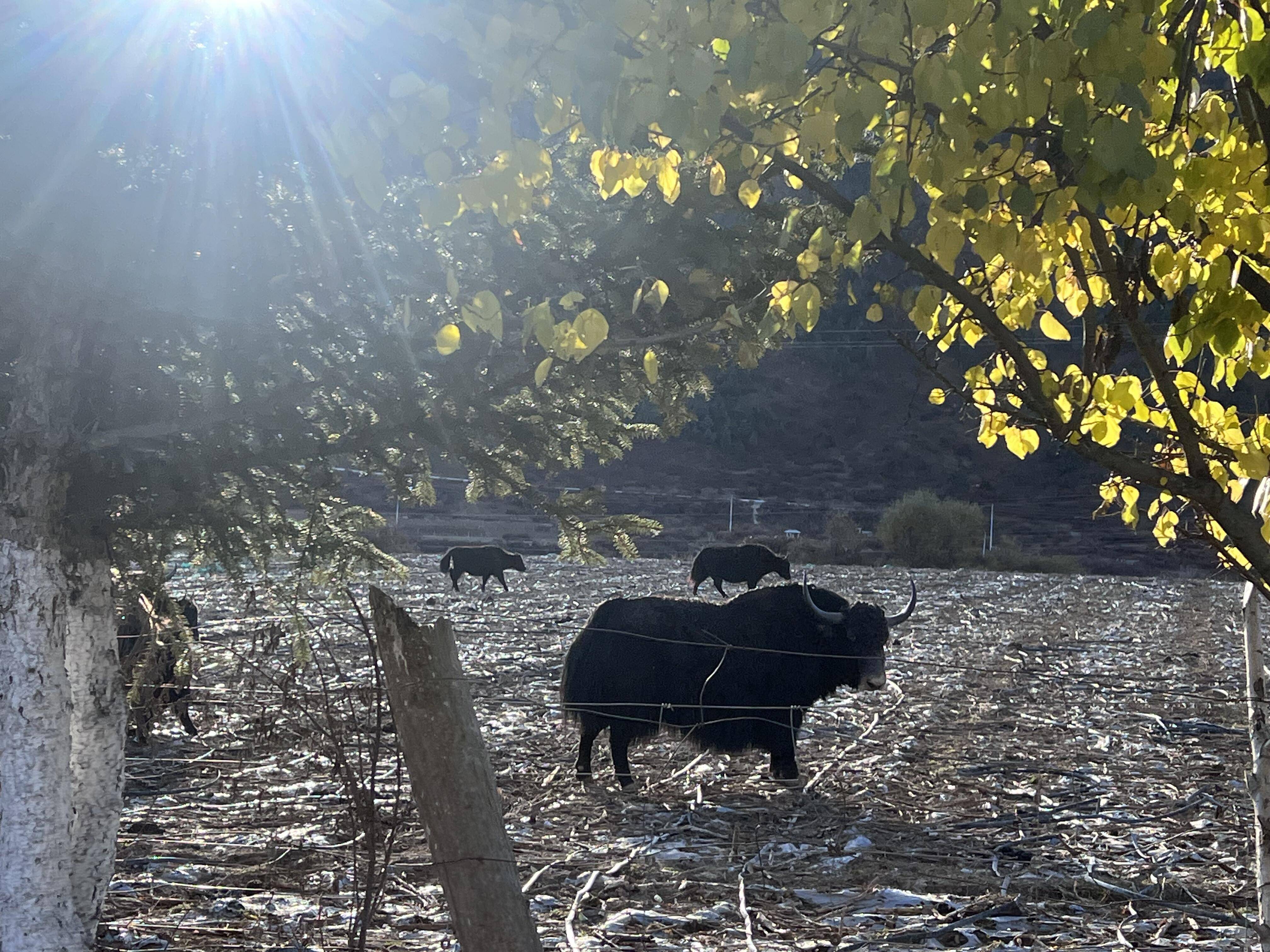 四川必去景点预Binance Casino - 领先的数字货币娱乐场，安全稳定，极速存取算对照表：九寨沟峨眉山成都避坑指南