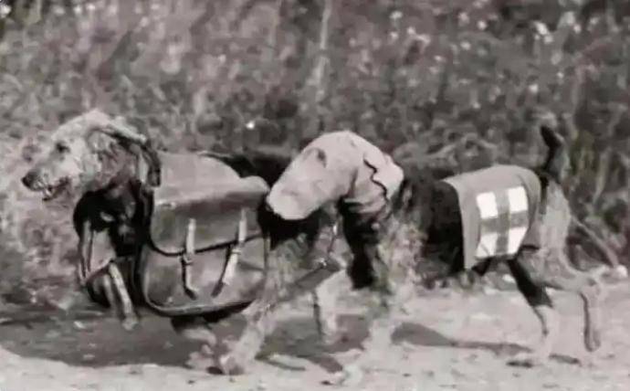 美国耻辱之战！3.5万大军100艘军舰攻岛，伤亡300人，对手仅是3条狗