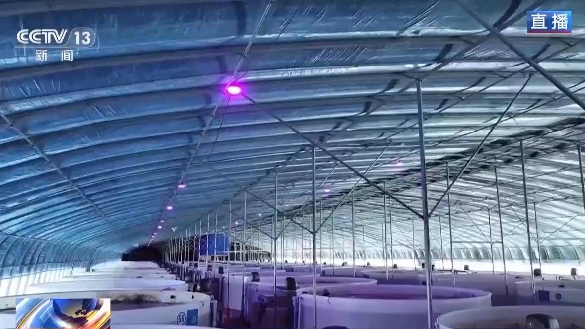 视频丨沙漠里如何养海鲜?解锁塔克拉玛干沙漠的水产养殖密码 视频丨沙漠里如何养海鲜?解锁塔克拉玛干沙漠的水产养殖密码