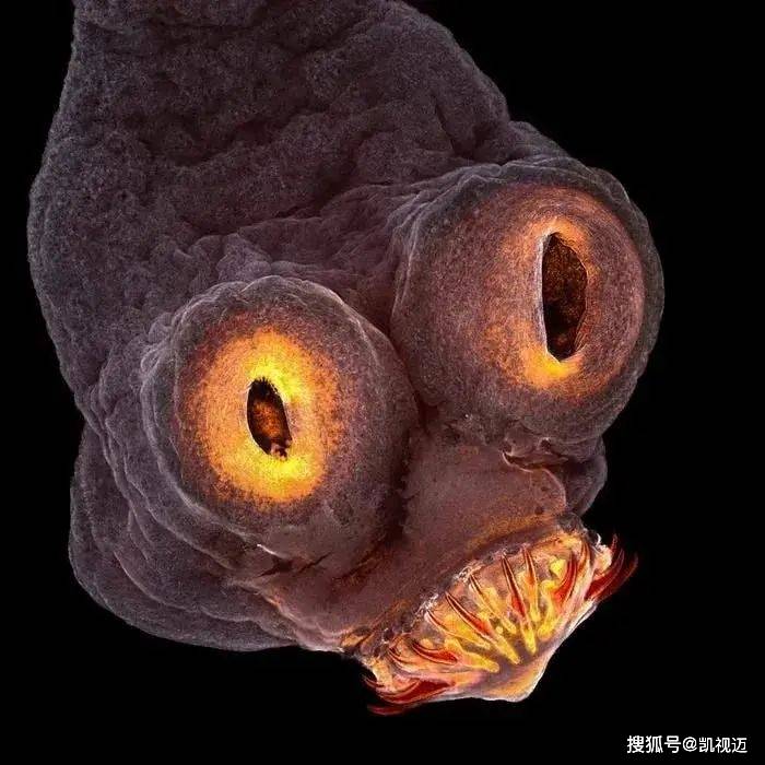 显微镜下的微生物世界：微观中的大宇宙