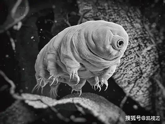 显微镜下的微生物世界：微观中的大宇宙