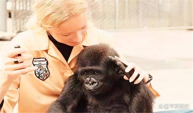 原创             人和黑猩猩后代实验：5名女性参与试验后，为何不敢再尝试了？