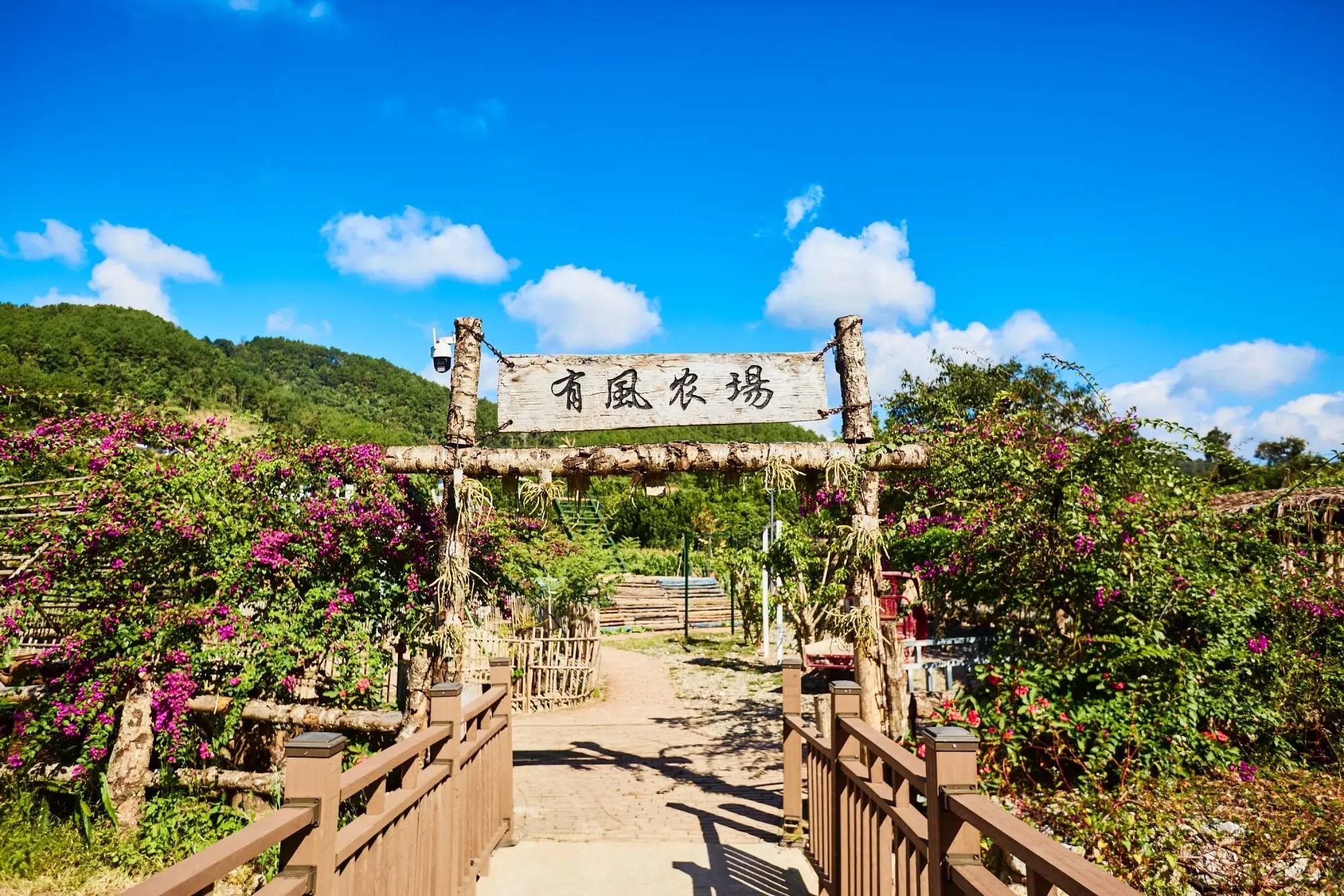 村云南本土与现代技艺交融的咖啡文化生活不朽情缘游戏平台普洱思茅南岛河村美丽星(图3)