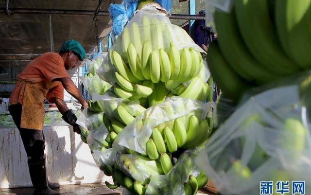 解放军巡航南海之际，中国减少菲律宾香蕉进口，马科斯急求日本帮忙