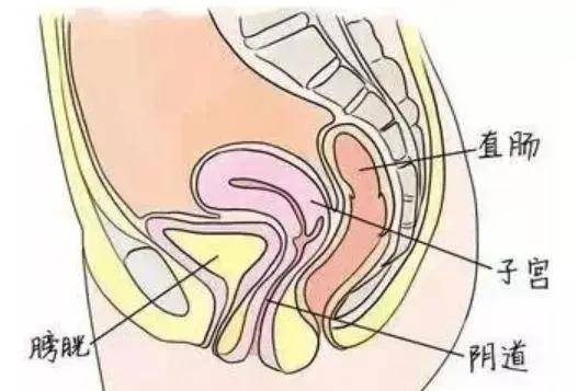 女性阴道也有长短之分?关于私处5个不为人知的秘密!