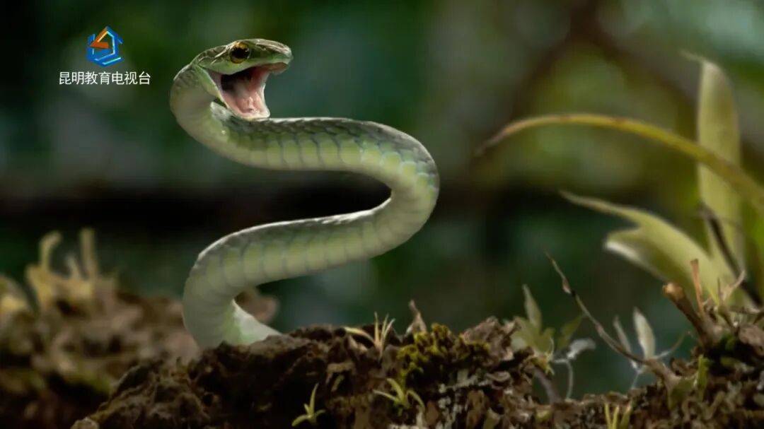 被骂了几千年，这次我想给蛇说句公道话《蛇出没》