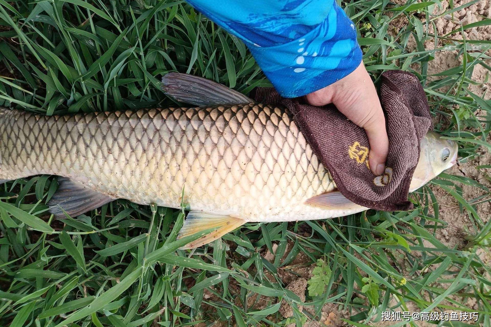 
        夏秋野钓鲤鱼、草鱼的留鱼窝料配方