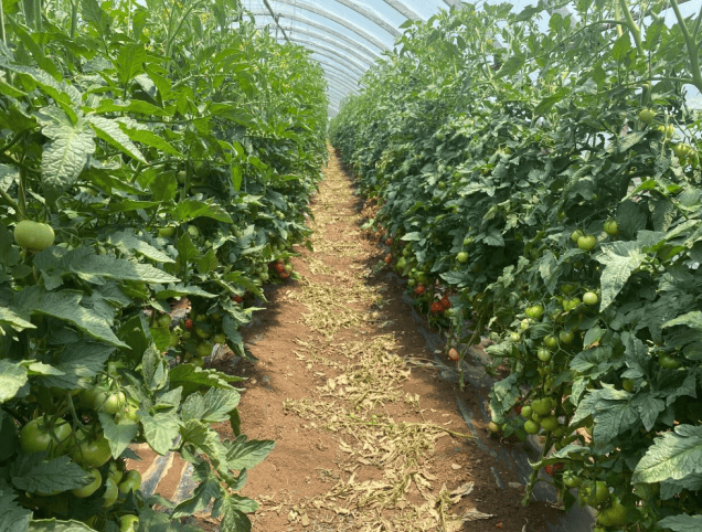 嵩明好物丨全国名特优新农产品——嵩明番茄