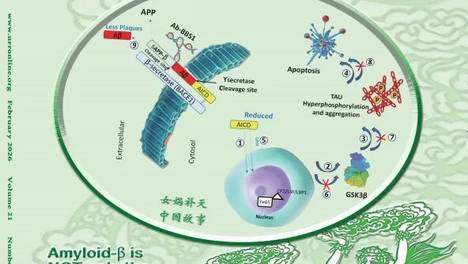 2026年2期封面文章分享：以色列特拉维夫大学Beka Solomon团队报道β-淀粉样蛋白裂解酶-1裂解位点的抗体可预防细胞凋亡和淀粉样β蛋白斑块