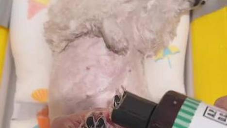 毛孩子祛味刚需！洗完一周依旧清爽，这支进口宠物香波藏着什么秘诀~