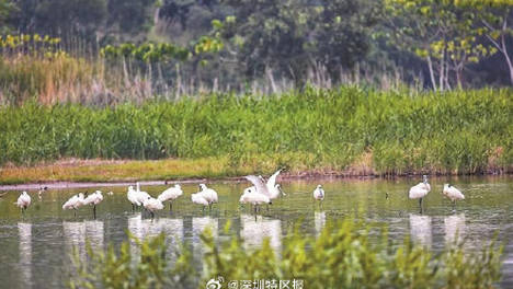 老友回来了 今年首批黑脸琵鹭飞抵深圳