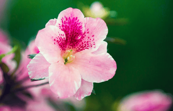 刘亦菲没去白玉兰