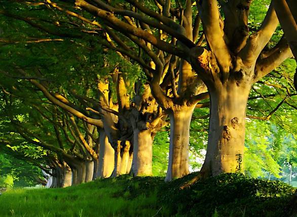 魏晨回应结婚证是在潍坊领的