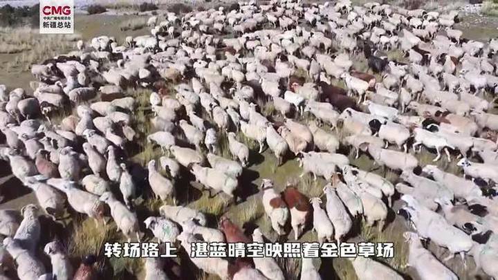 秋季转场勾勒草原流动画卷,你去过新疆阿拉尔吗?