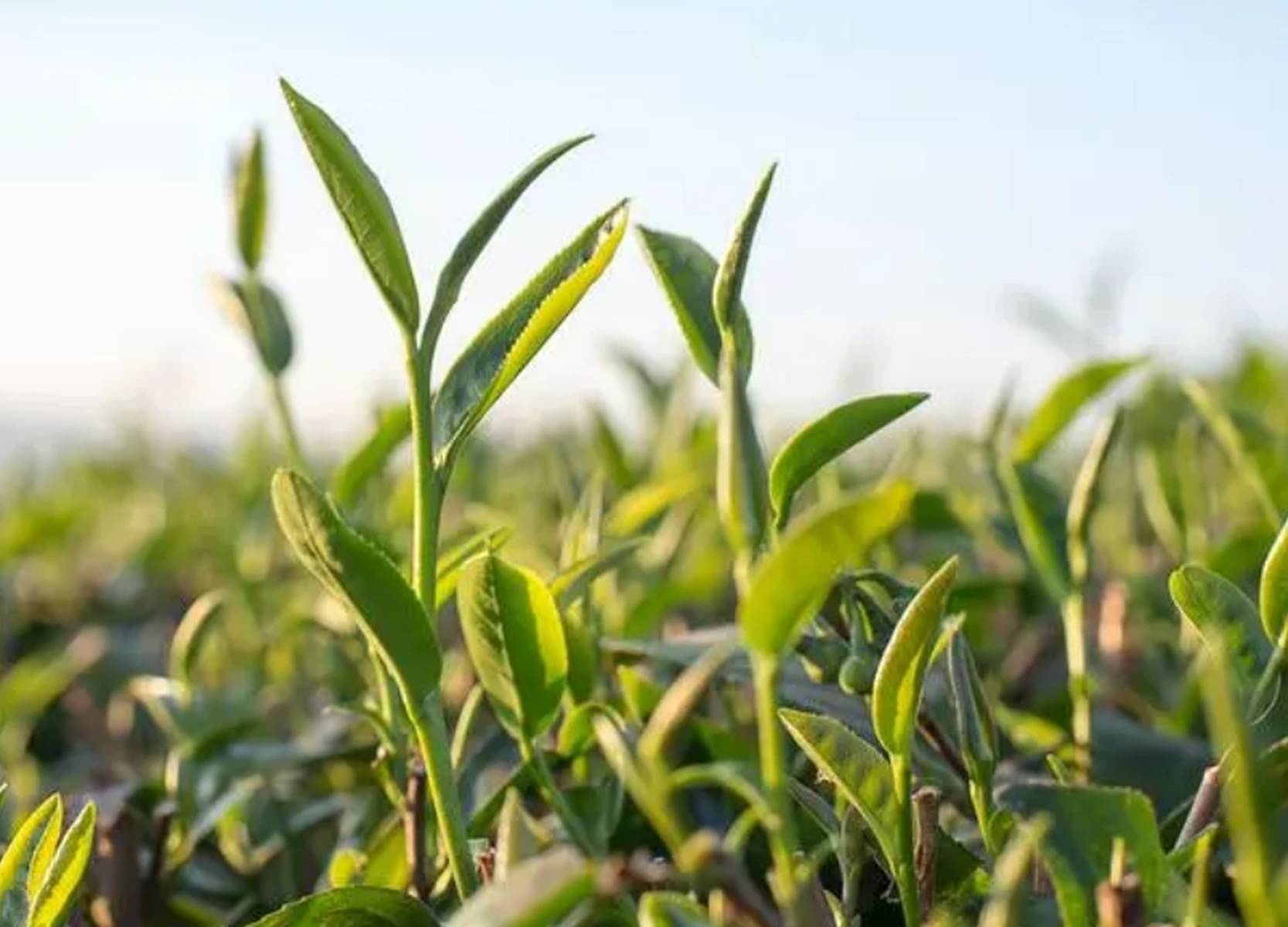 高山茶的峰韵:云雾缭绕，尊贵非凡