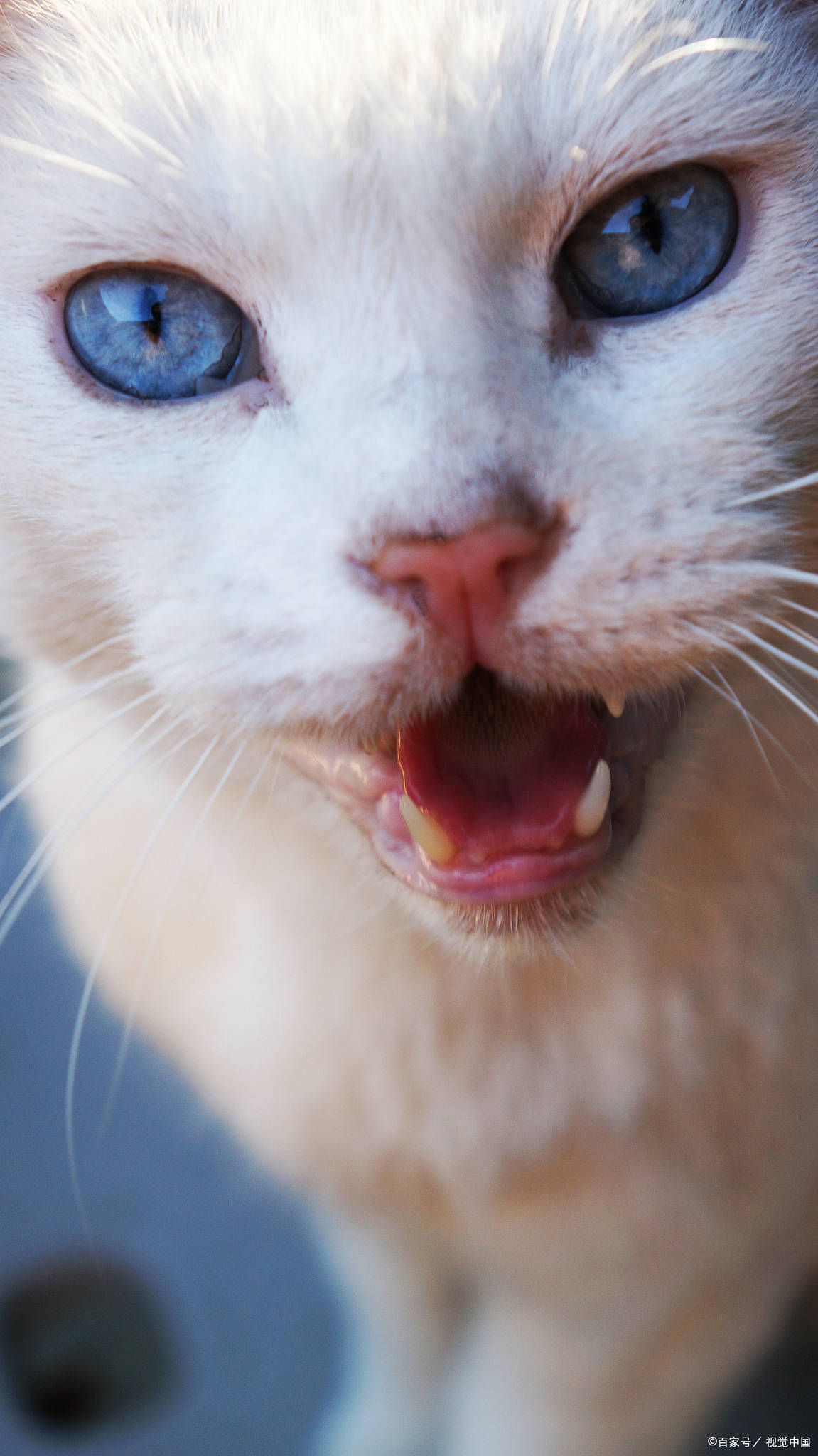 IM电竞猫咪黑下巴变好的症状(图5) IM电竞猫咪黑下巴变好的症状(图5)