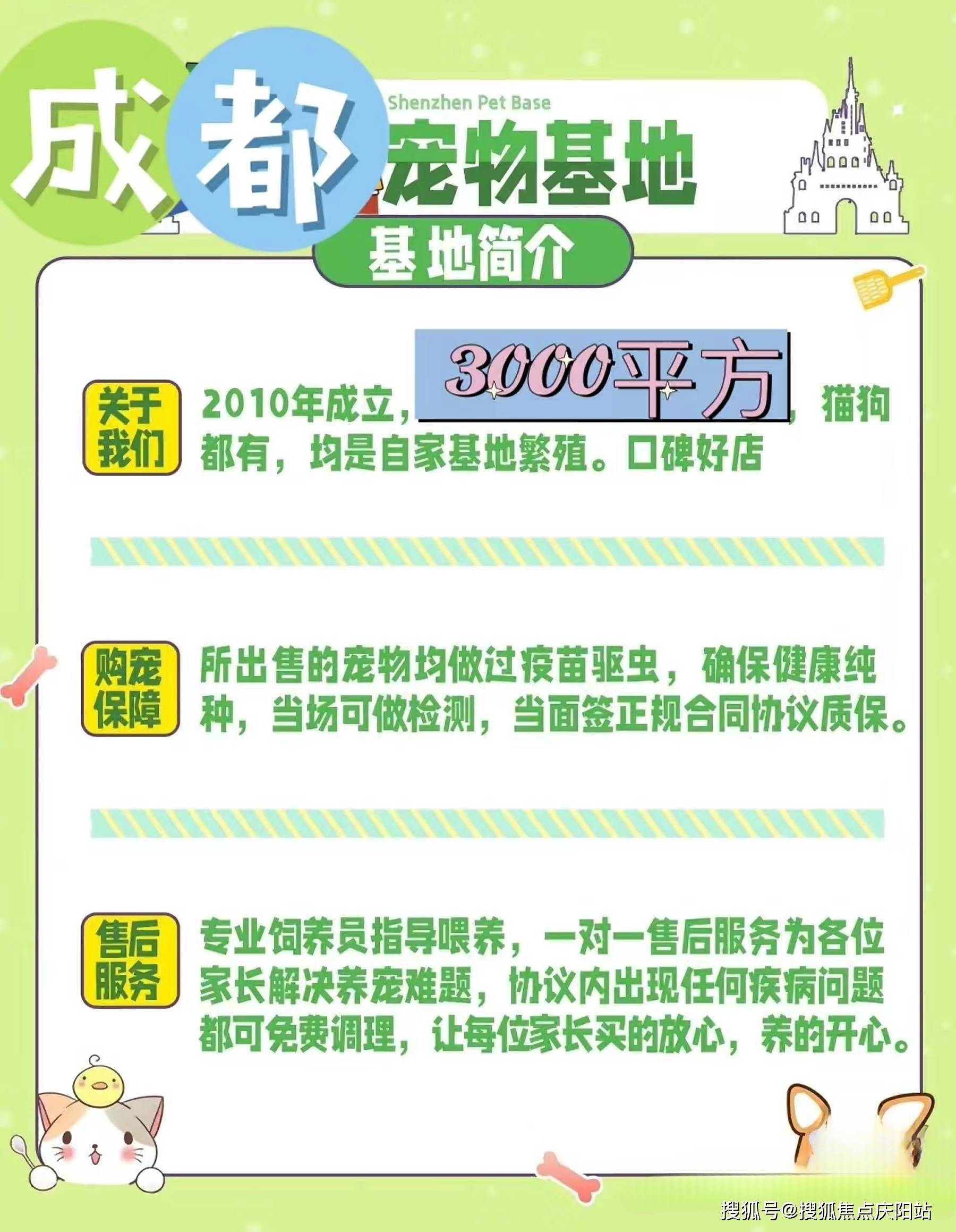 成都买柯基犬首页网站（成都青羊区）买柯基犬去哪里买比较好？