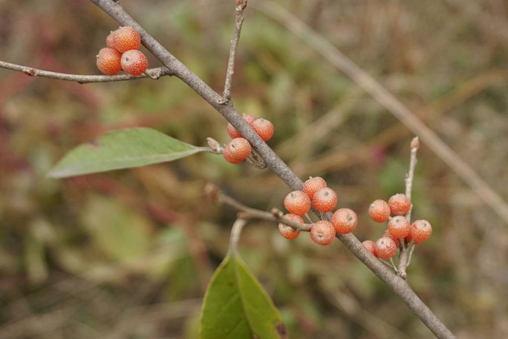 我见到的山东本土植物和园林栽培植物(792)牛奶子