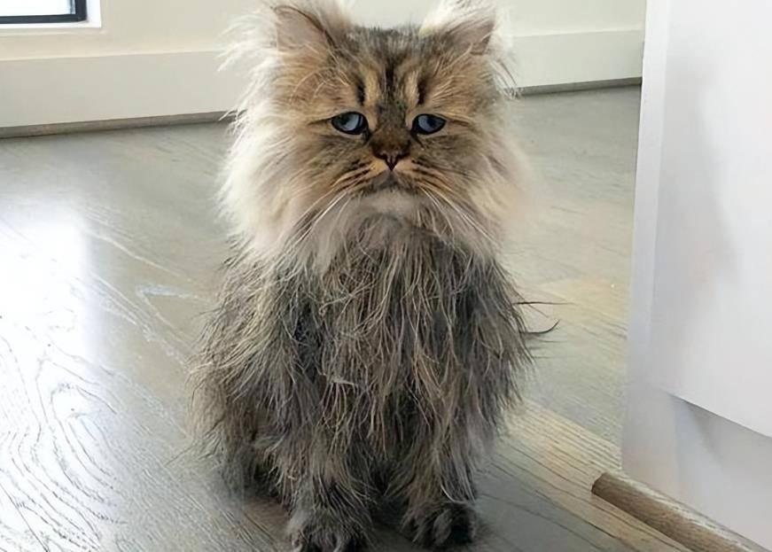 宠物猫咪毛发是否健康和日常护理注意事项