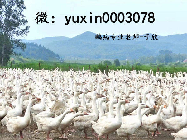 雏鹅痛风的症状、病因和治疗方法