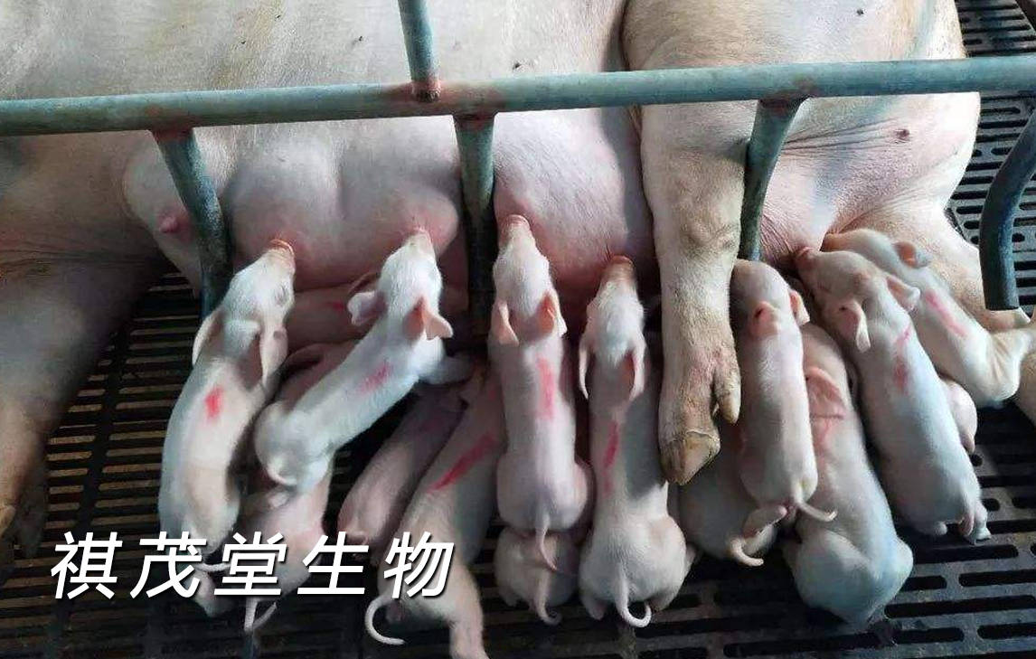 规模化猪场子宫炎高发的原因和症状，引起母猪子宫炎的细菌及治疗用药