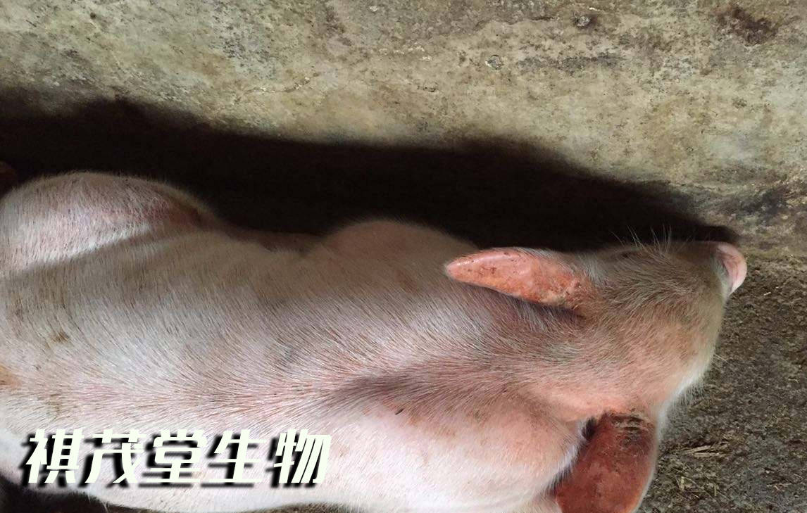 冬季猪场仔猪水肿病毒的症状特征和致病原因,仔猪水肿怎么治疗用药?