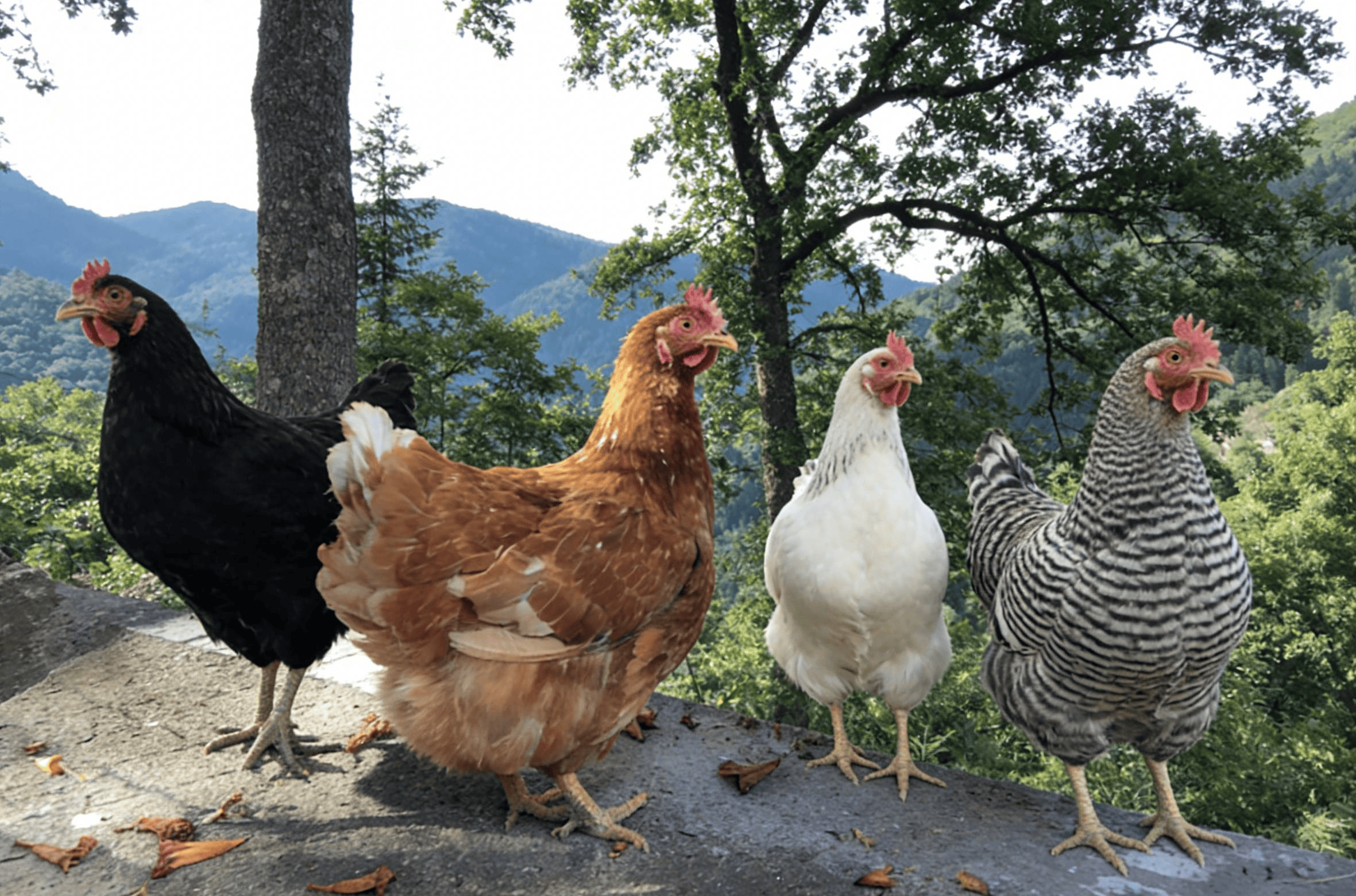 五观鸡的道法自然:一只小鸡仔如何用撬动大市场