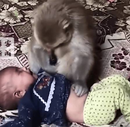 幼崽夭折，猴子闯入民宅劫持人类婴儿：最终被救出