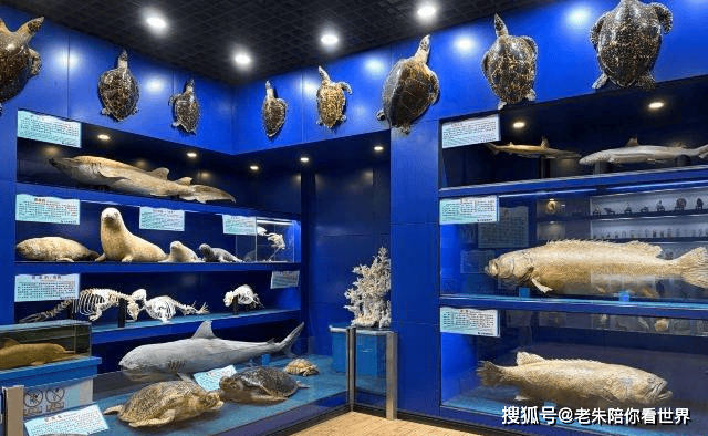 
        北海海底世界，展示海洋生物为主,陆生动物、两栖动物展览为辅，集观赏旅游、科普教育、休闲娱乐为一体的大型综合性海洋馆。</p><p>