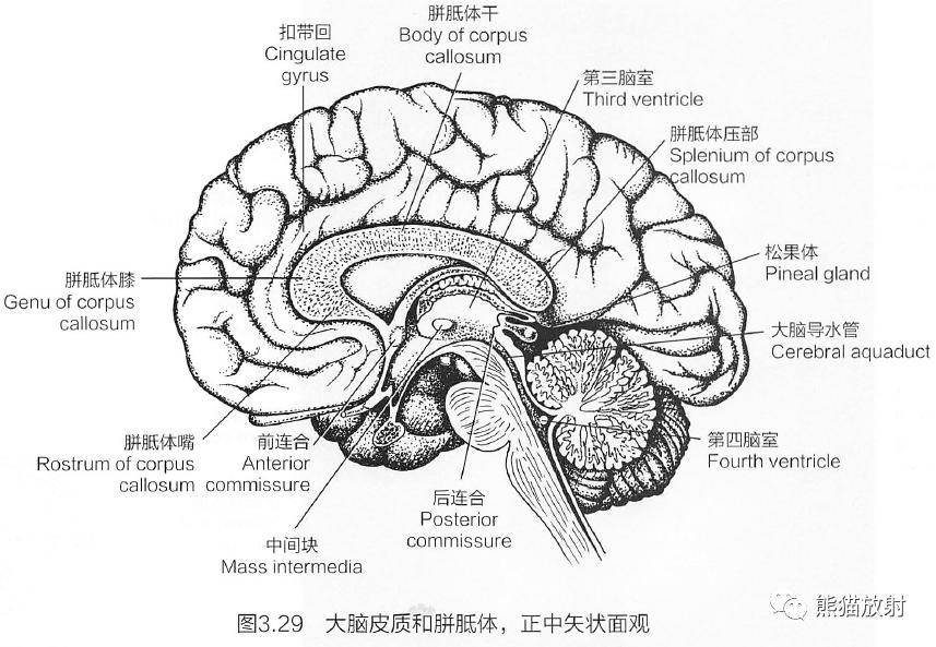 断解选读丨大脑：灰质和白质、脑叶、基底核~