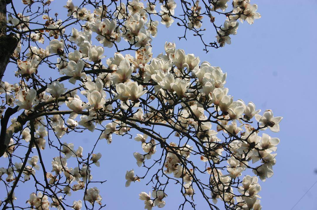 相传种于宋仁宗时代的古白玉兰树这株近千年古白玉兰树至今仍是枝壮花繁