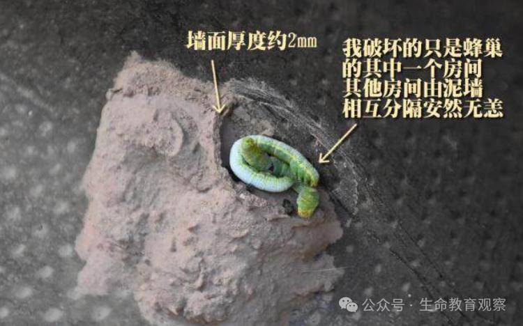 被误解了上千年的种间关系：“螟蛉有子，蜾蠃负之”
