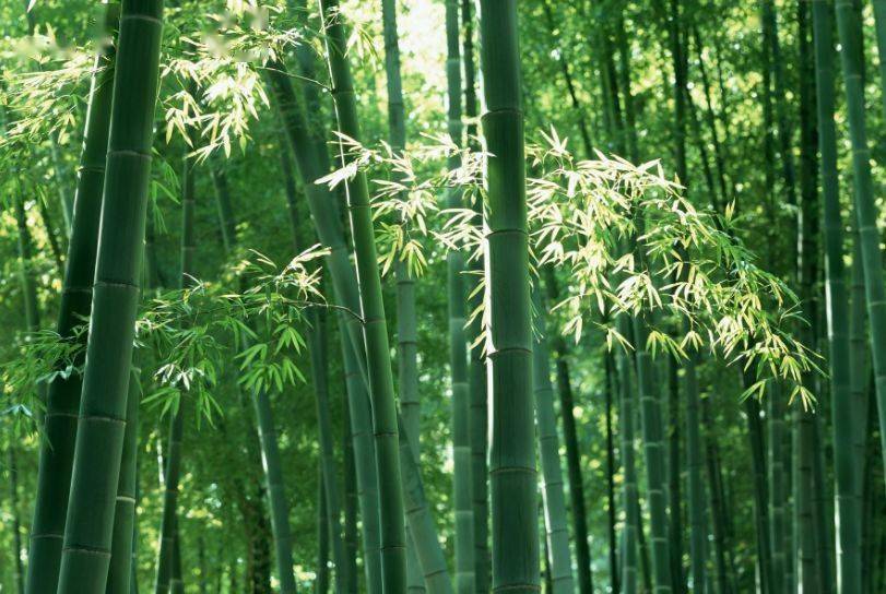 🚀神算子网精选一肖🚀（惊人的三大成功定律：荷花定律，竹子定律，金蝉定律）