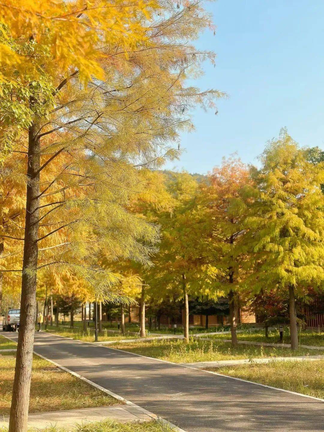 打卡湖南秋日限定美景,去这几个地方就够了 打卡湖南秋日限定美景,去这几个地方就够了