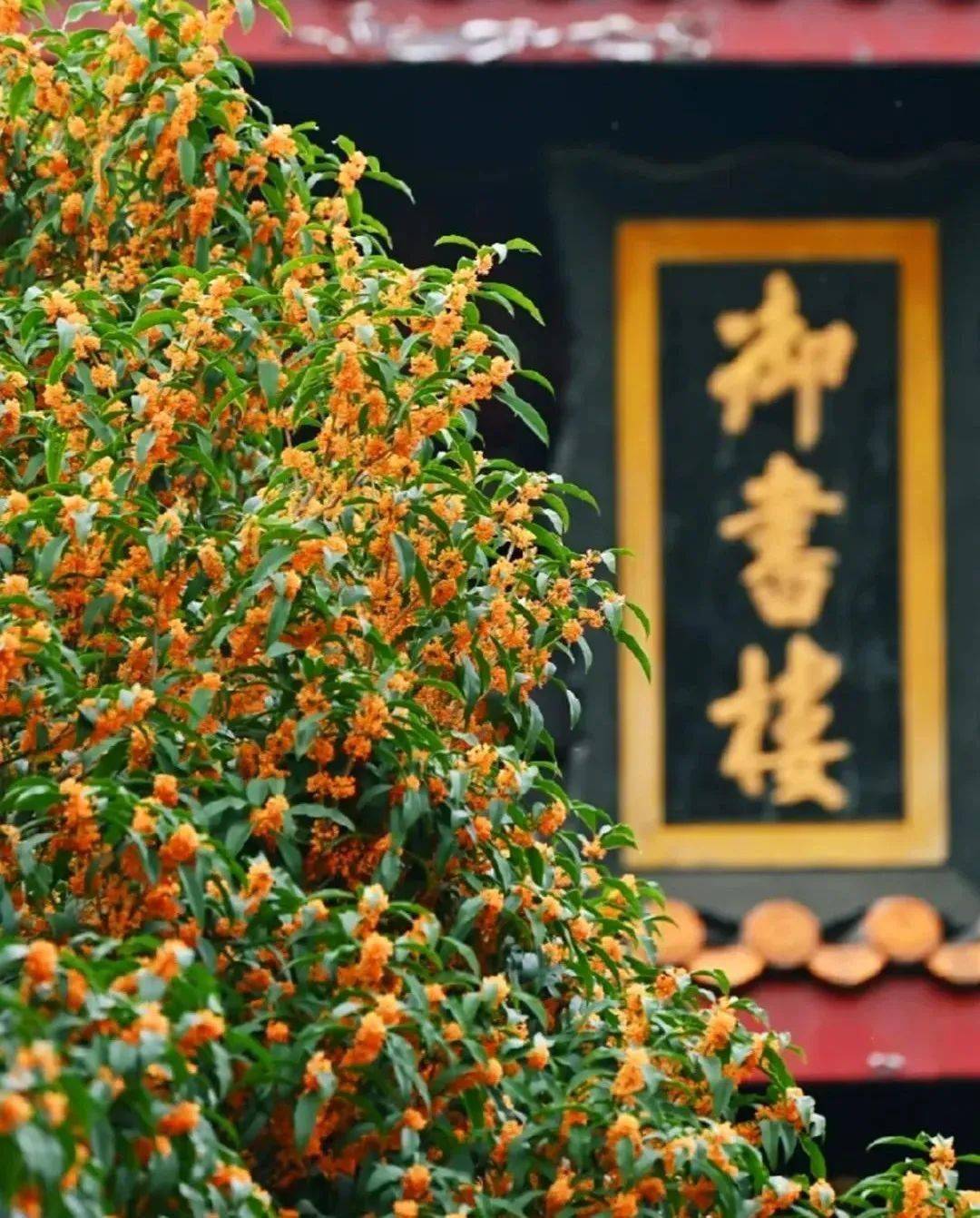 打卡湖南秋日限定美景,去这几个地方就够了 打卡湖南秋日限定美景,去这几个地方就够了