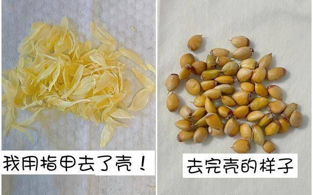开云体育app吃完的“水果核”别扔这样培育一下几天就能长成一个小盆栽(图2)