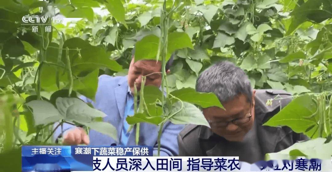 华体会网址寒潮天气下蔬菜如何稳产保供？(图3)