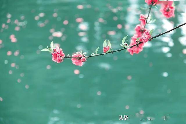 梦游桃花源，解析梦中桃花林与双收之果的寓意