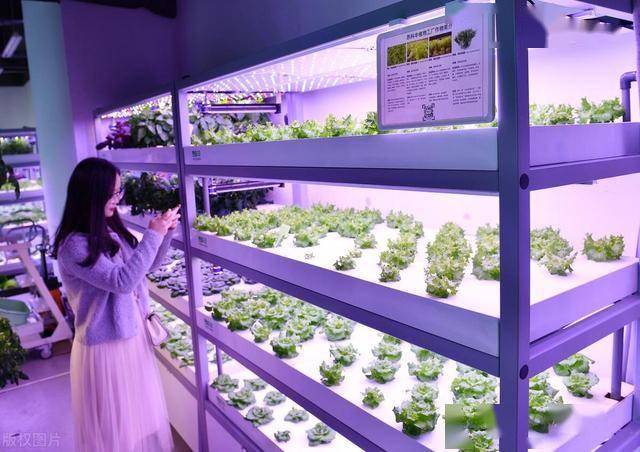 粮食危机下的黑科技：无土栽培如何让产量翻三倍？(图5)