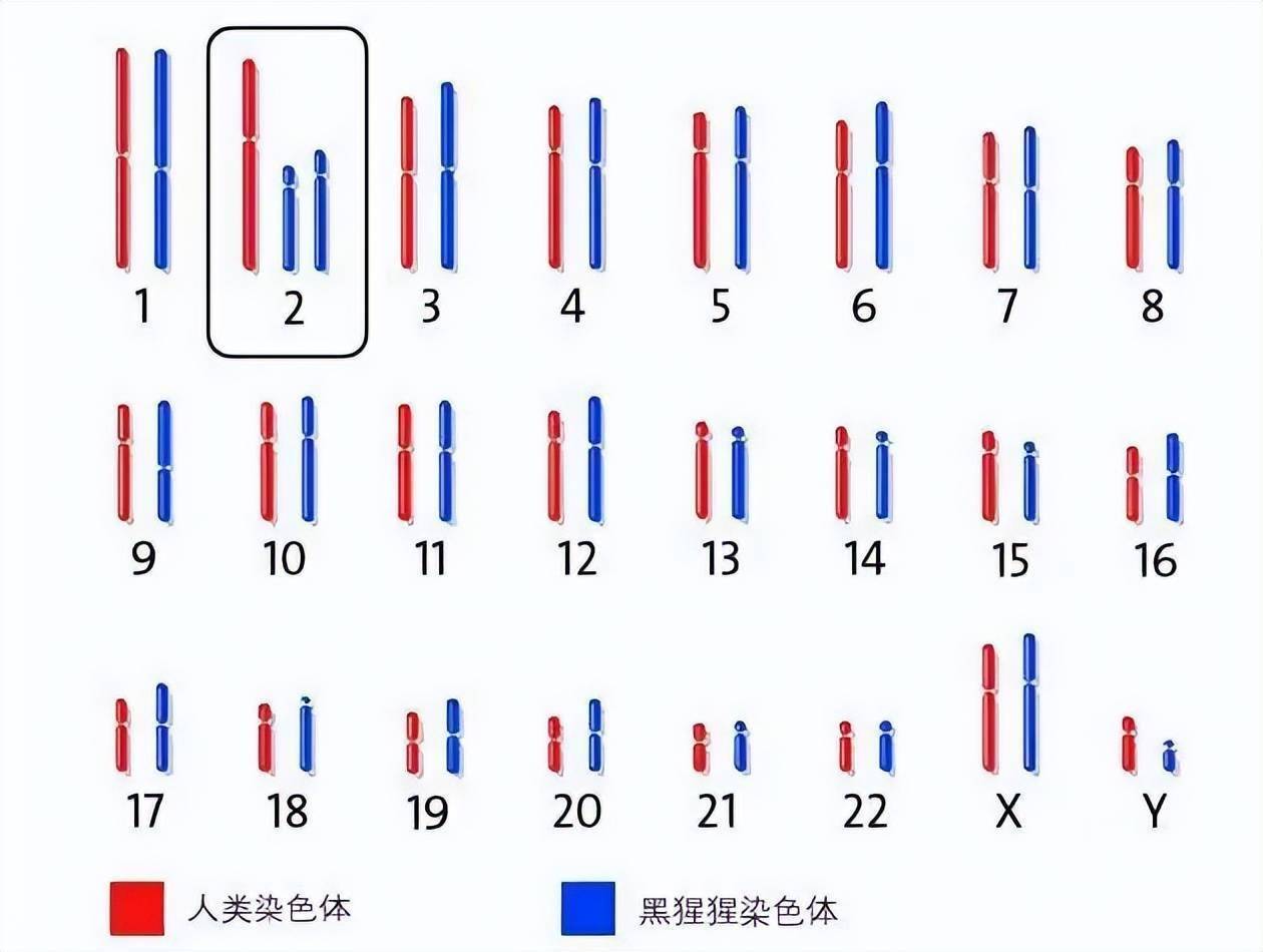 深度科普：为何人类比猿少两条染色体？难道进化论错了？