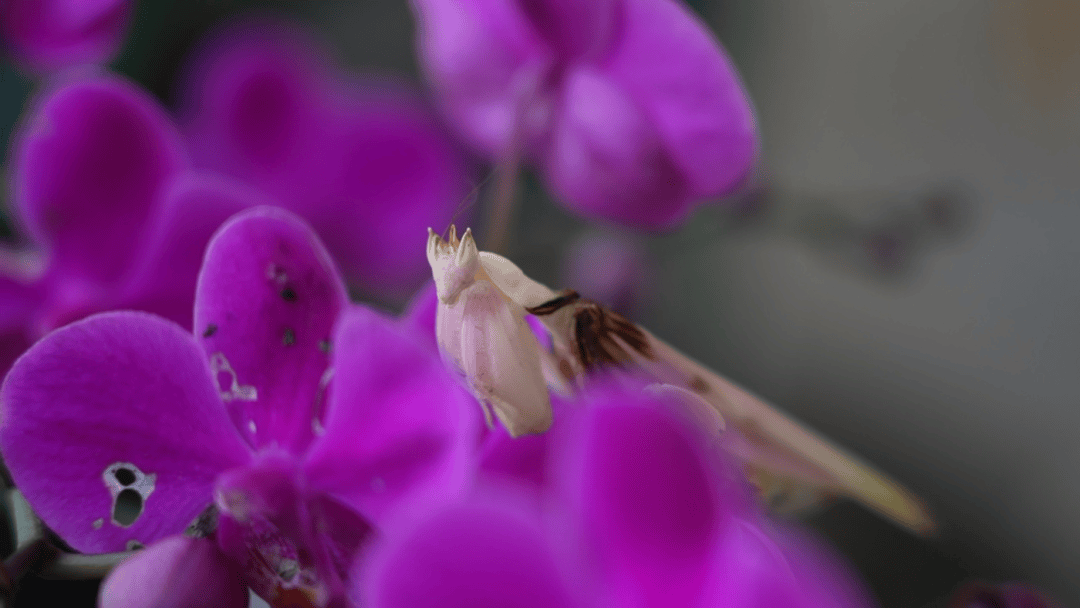 菜园里来了一只“花仙子”丨有一种叫云南的生活之365天