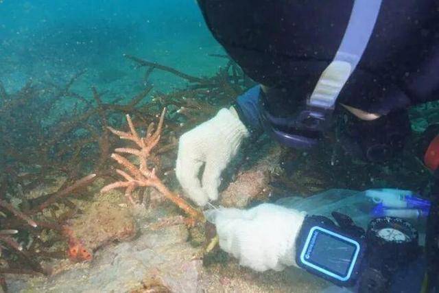 它们被称为“海洋的生命引擎”，但90%可能会在2050年彻底消失