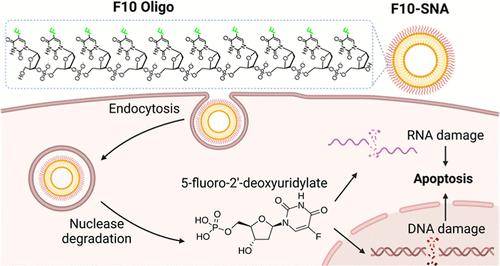 科学家重构常见抗癌药物：使其疗效提升两万倍，同时副作用更低