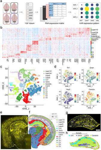 中国科学院最新研究：晚期阿尔茨海默病记忆缺陷或可逆转