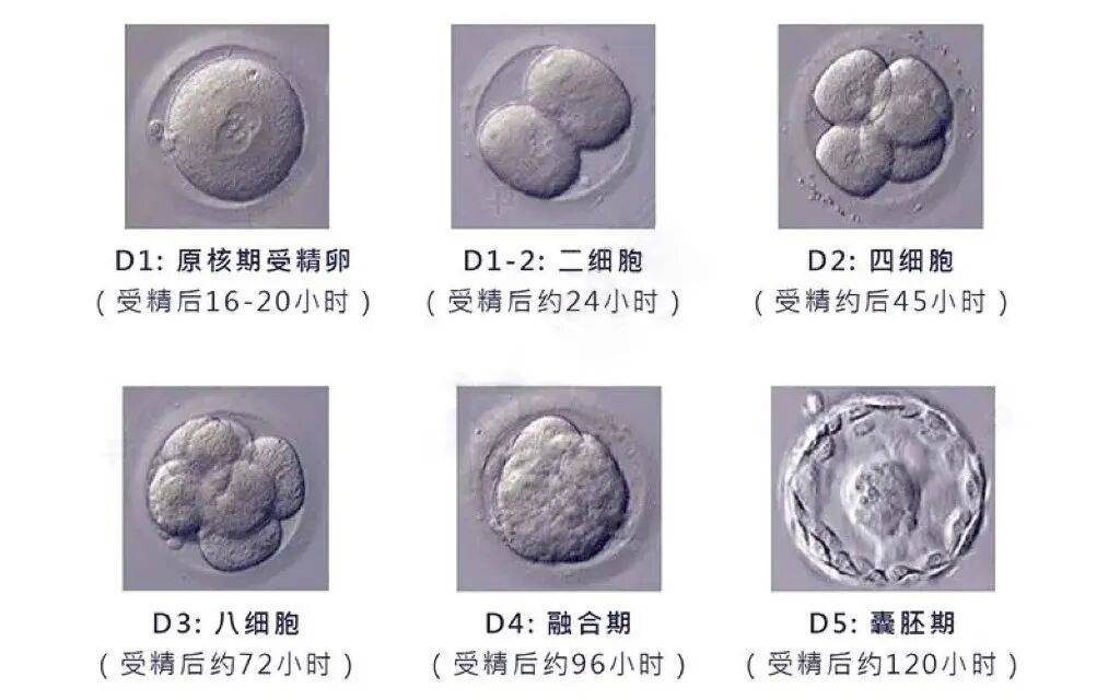 试管婴儿实验室胚胎培养