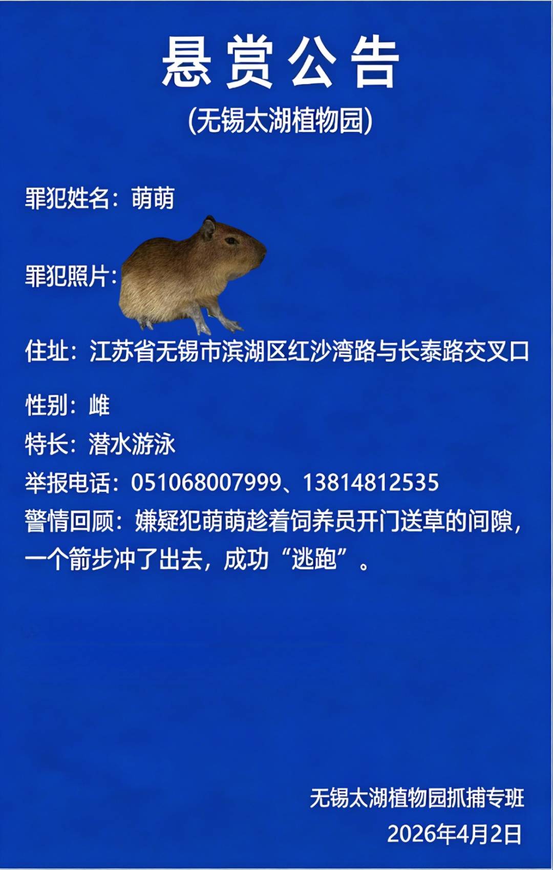 无锡一植物园悬赏10000元寻“越狱”卡皮巴拉，找到除奖金外还可终身免费入园
