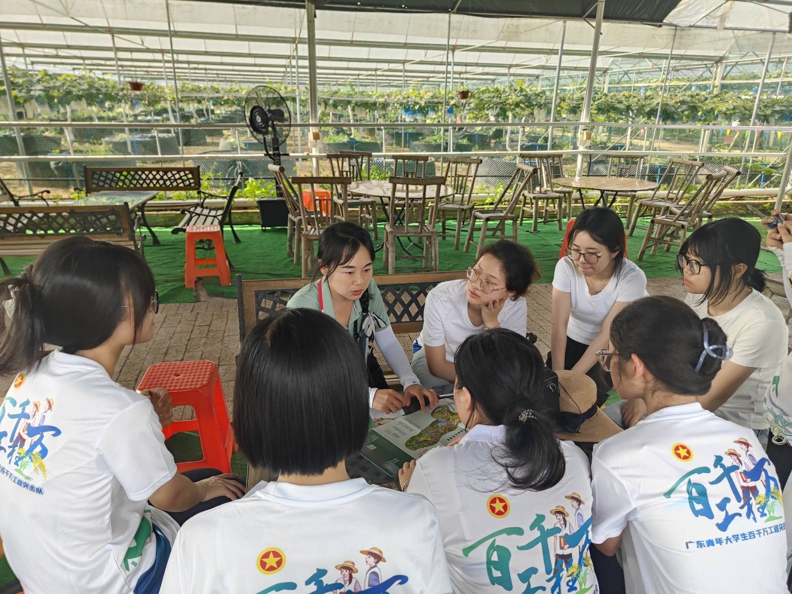 广东海洋大学 冯诗琴 供图图为香蜜工作人员采摘葡萄.广东