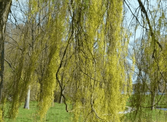 晨露叶光清晨树叶的美丽